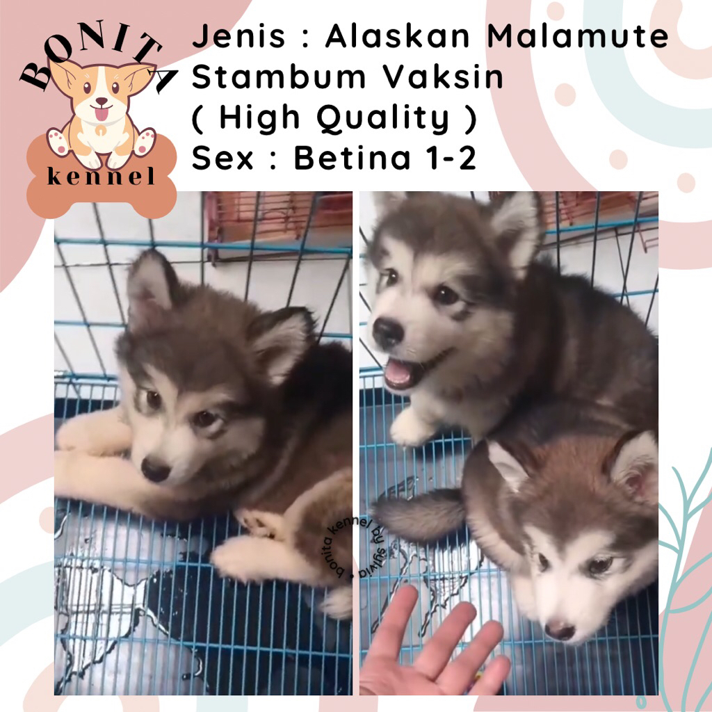 Alaskan Malamute Stambum Jantan Betina Anak Anjing Alaska Malamute Malamut