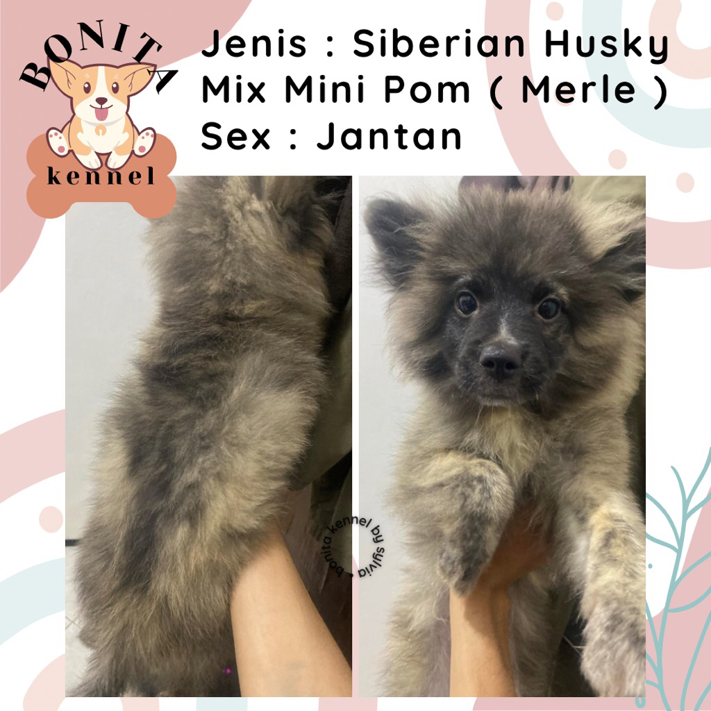 Siberian Husky Mix Mini Pom Pomsky Anak Anjing Husky Mini Pom Jantan Betina
