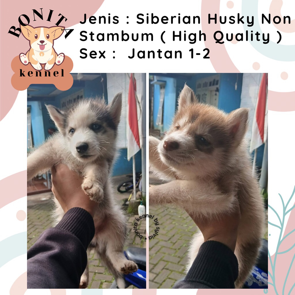 Siberian Husky Non Stambum Anak Anjing Husky Red Cooper Jantan Betina
