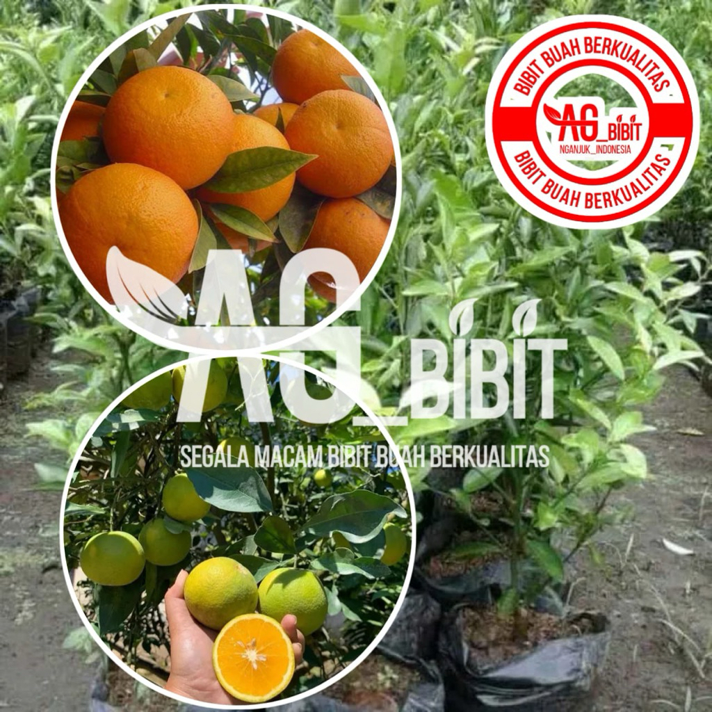 BIBIT JERUK SANKIS MADU MANIS BERBUAH CEPAT, MUDAH TUMBUH - HASIL OKULASI