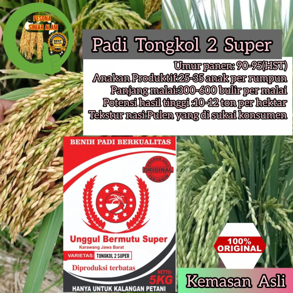 Bibit Padi Tongkol 2 Super 5Kg Hasil istimewa Premium