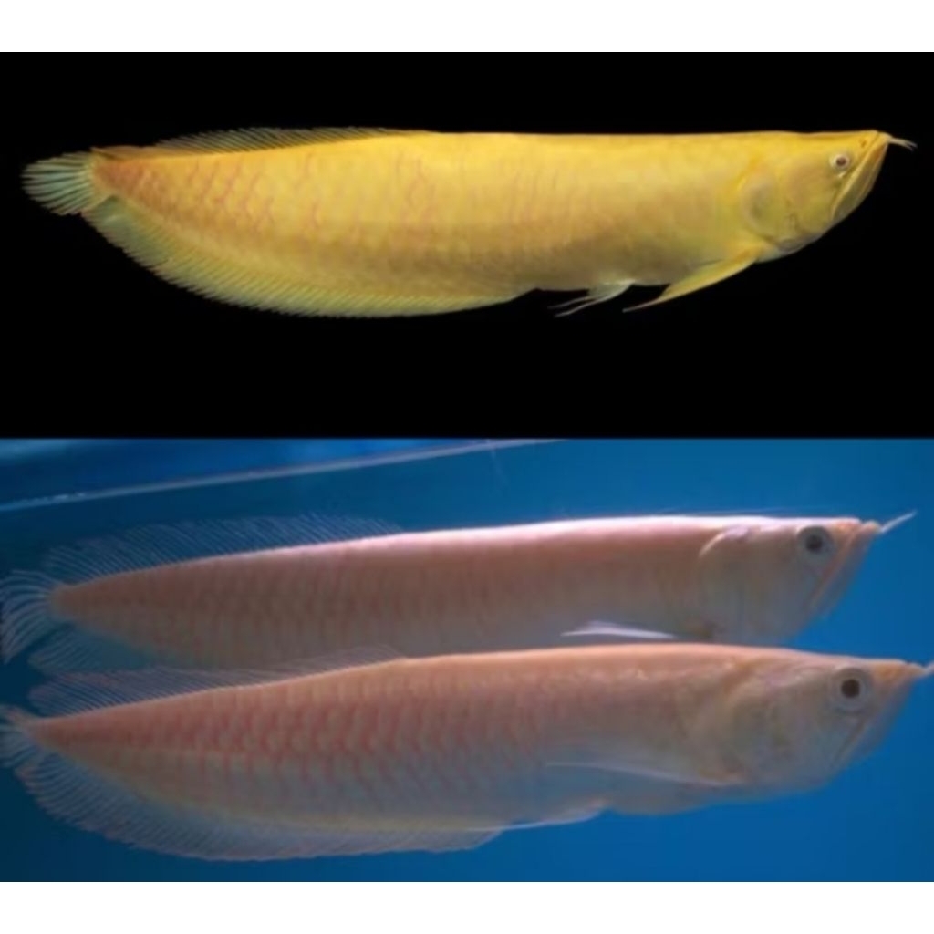 Aksesoris Aquarium Arowana Silver Albino Size 10-12 cm Hiasan Akuarium |Ikan Hias Bozz Louhan Pekanb