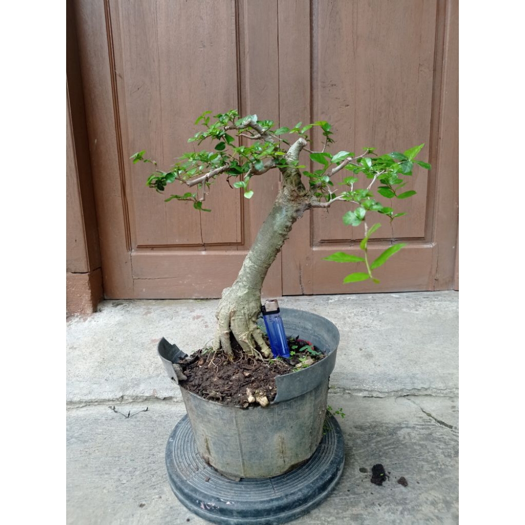 bonsai serut small sesuai gambar