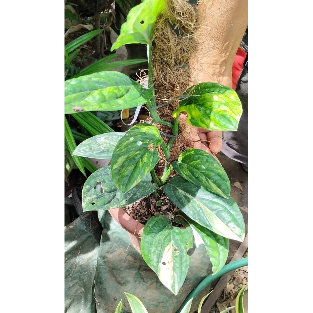 Tanaman Hias Sirih badak variegata mewah