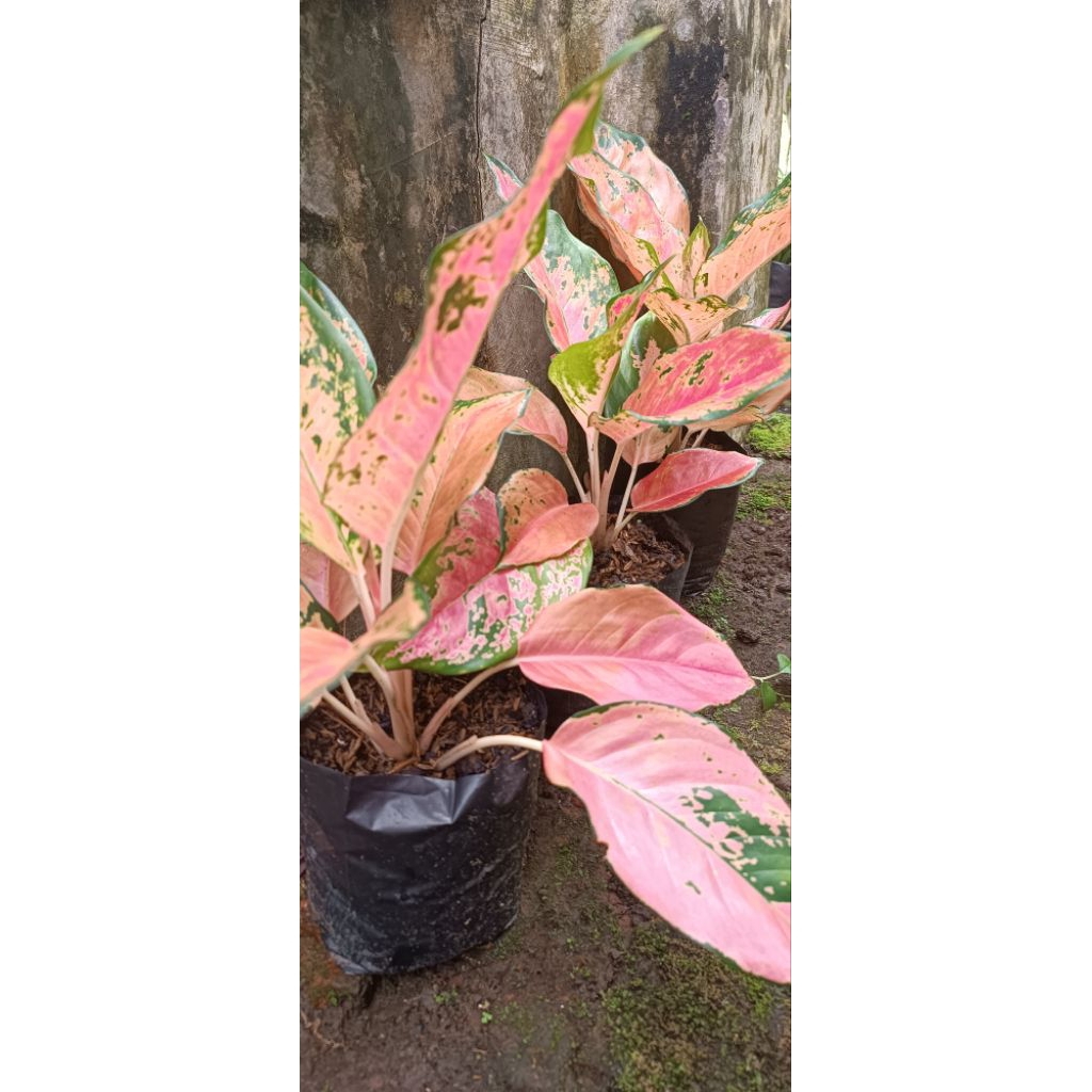 aglaonema/Sri rejeki