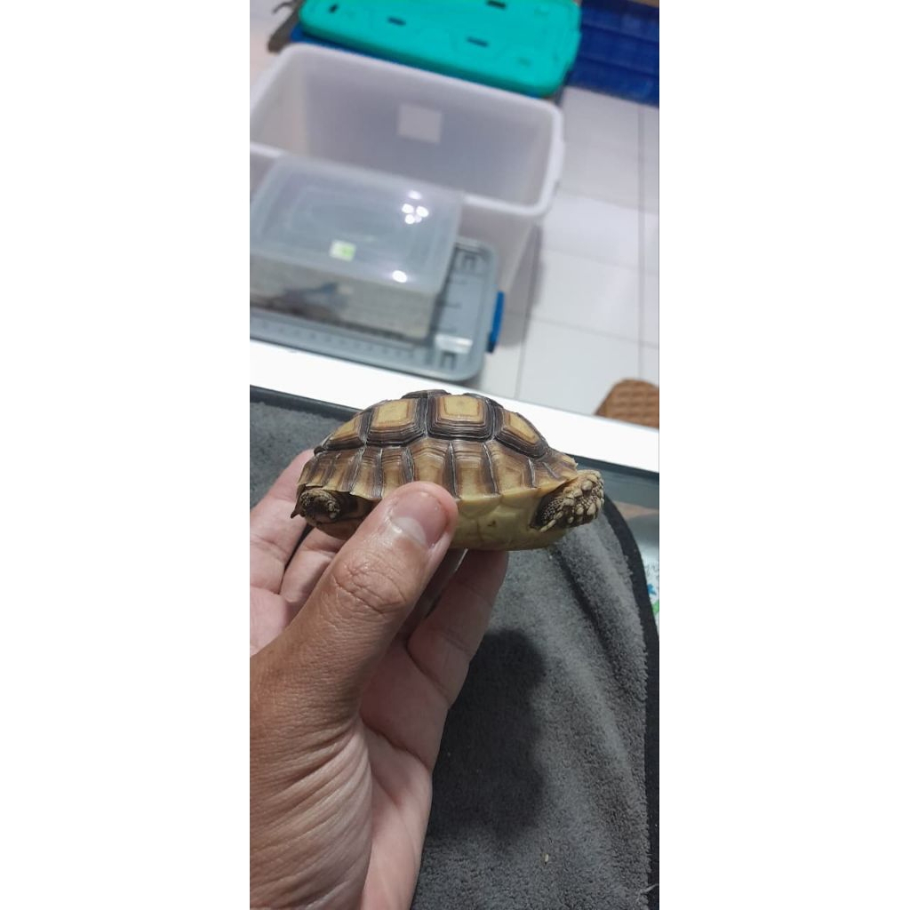 sulcata 8 cm mainan