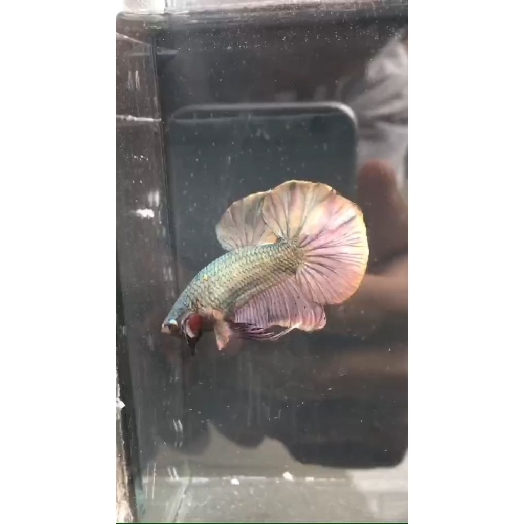 ikan cupang HMPK cooper real pict & video