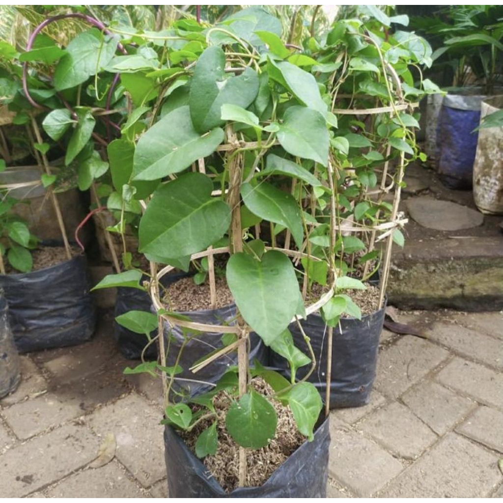 Pohon Binahong hijau Tanaman herbal pohon binahong hijau