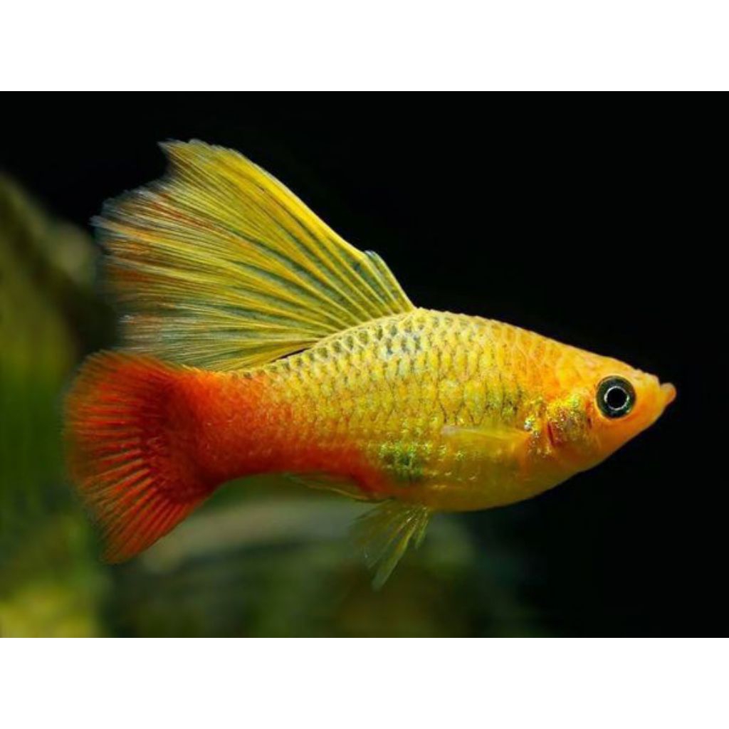 plastik platy sunrise