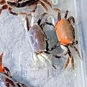 Kepiting Hias - Kepiting Aquascape