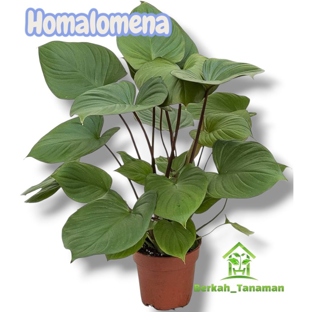 Tanaman hias homalomena - homalomena