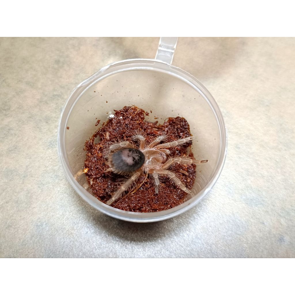 Mainan Tarantula Gramostola Pulchripes Chaco Golden Knee by ZEI