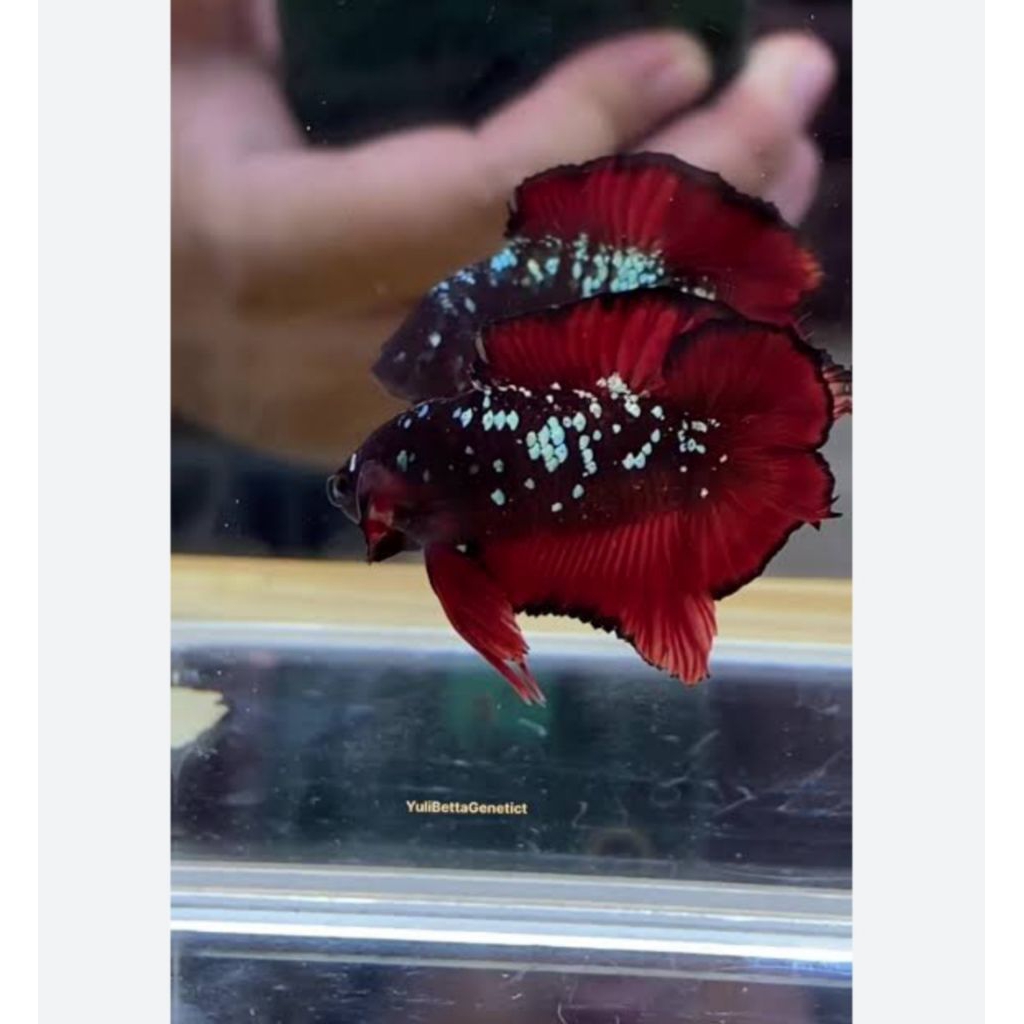 ikan cupang dobel tail avatar nemo cooper / betmen .asli thailand GRED A++ VVIP. male / fermale .siz