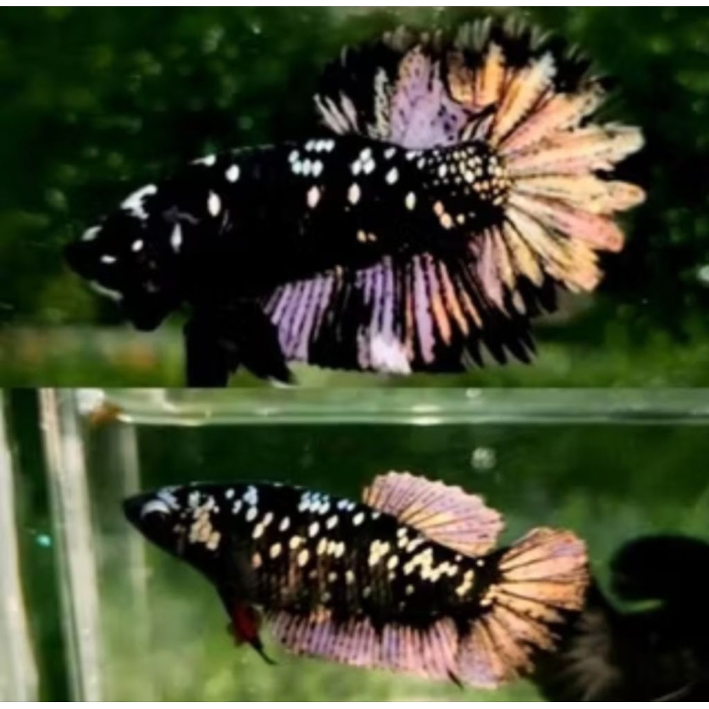 SEPASANG CUPANG AVATAR COOPER RINTIK GOOD QUALITY/AVATAR GALAXY GOLD