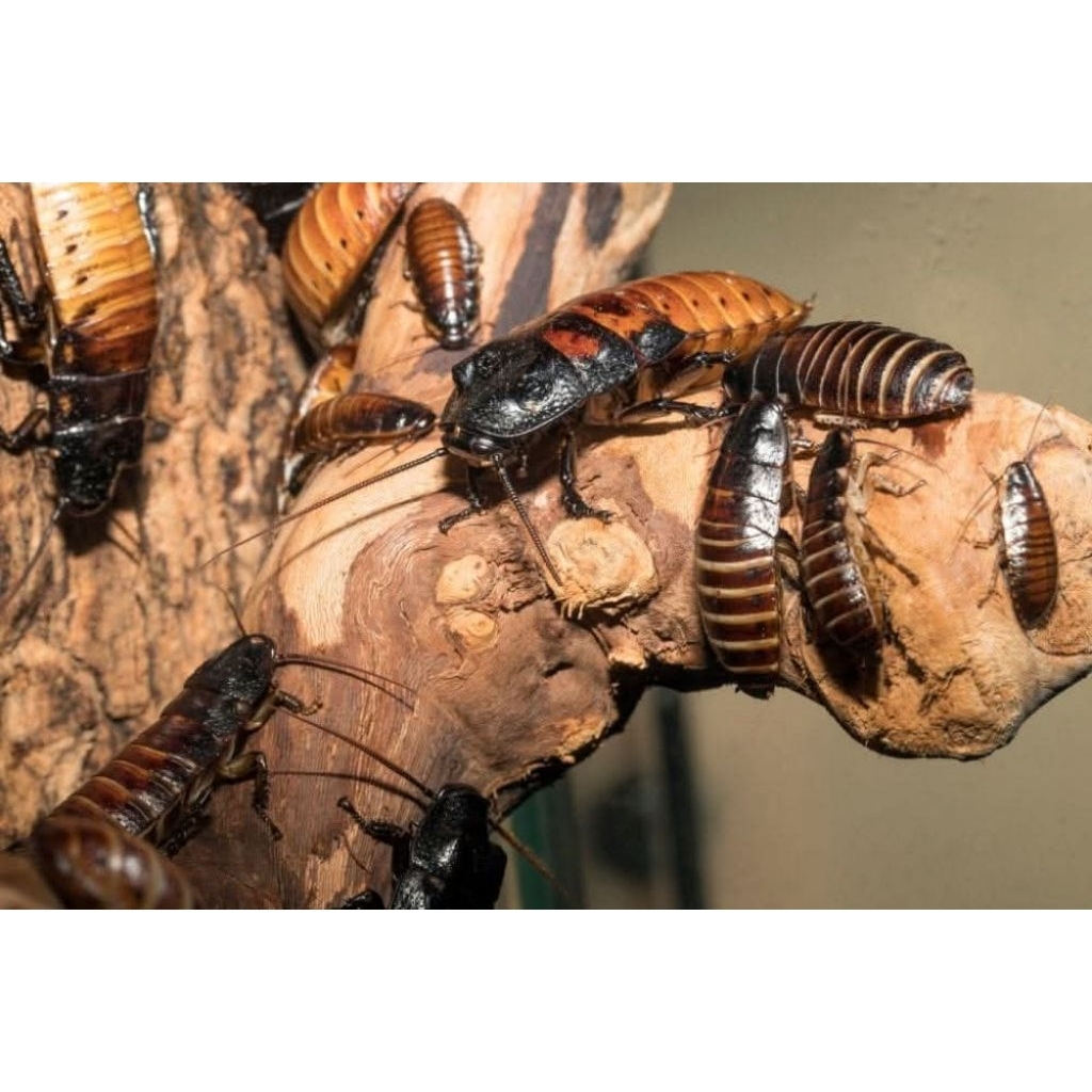 Kecoa madagaskar anakan ukuran random free pinset