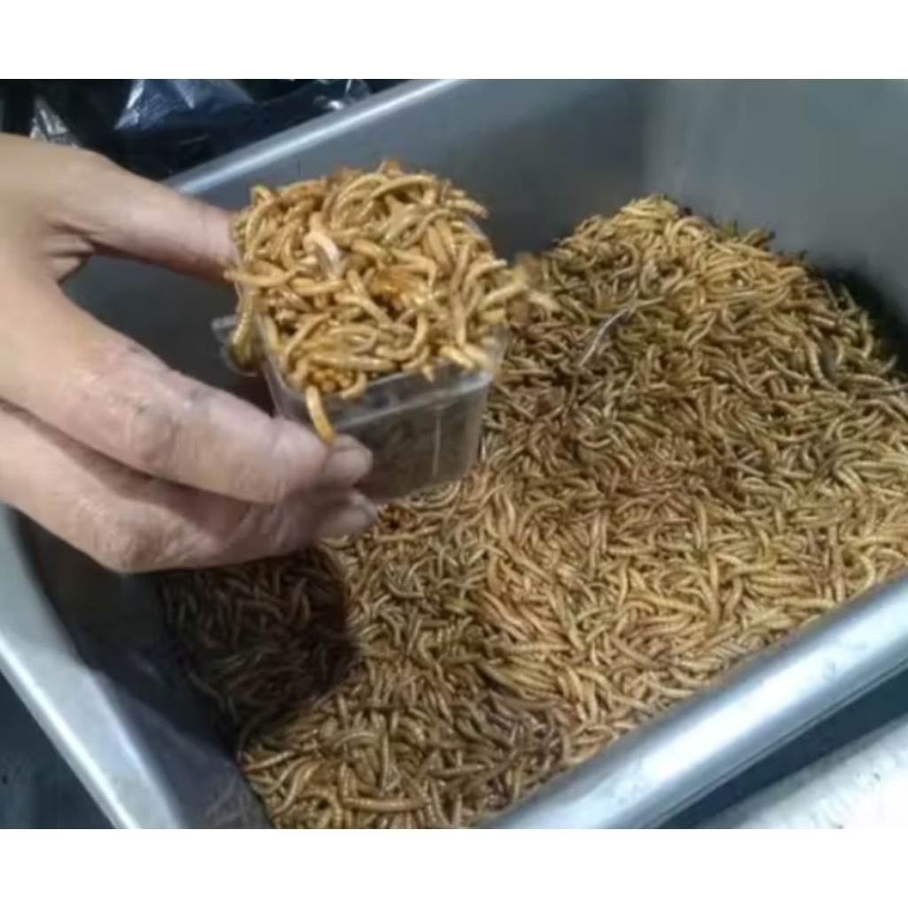 ULAT HONGKONG/JERMAN PAKAN PREDATOR/PAKAN BURUNG PERTAKAR