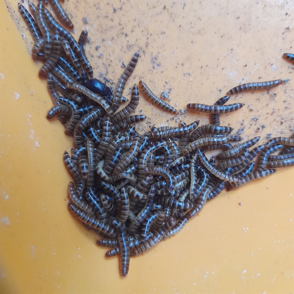 ULAT KANDANG HIDUP 250 GRAM