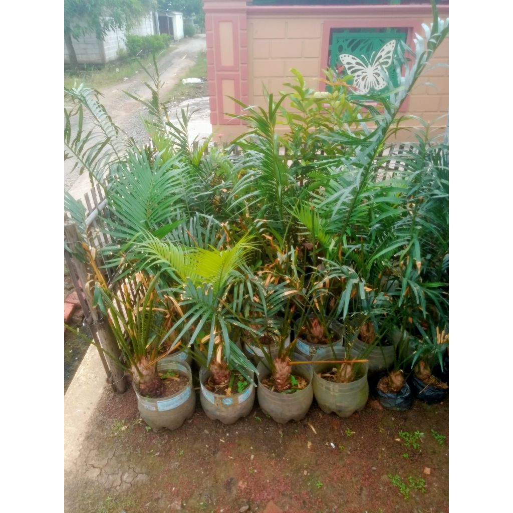 Tanaman hias Pakis Haji