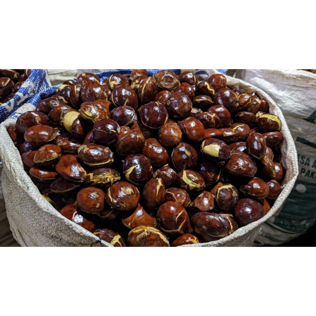 Jengkol tua murah super besar-besar