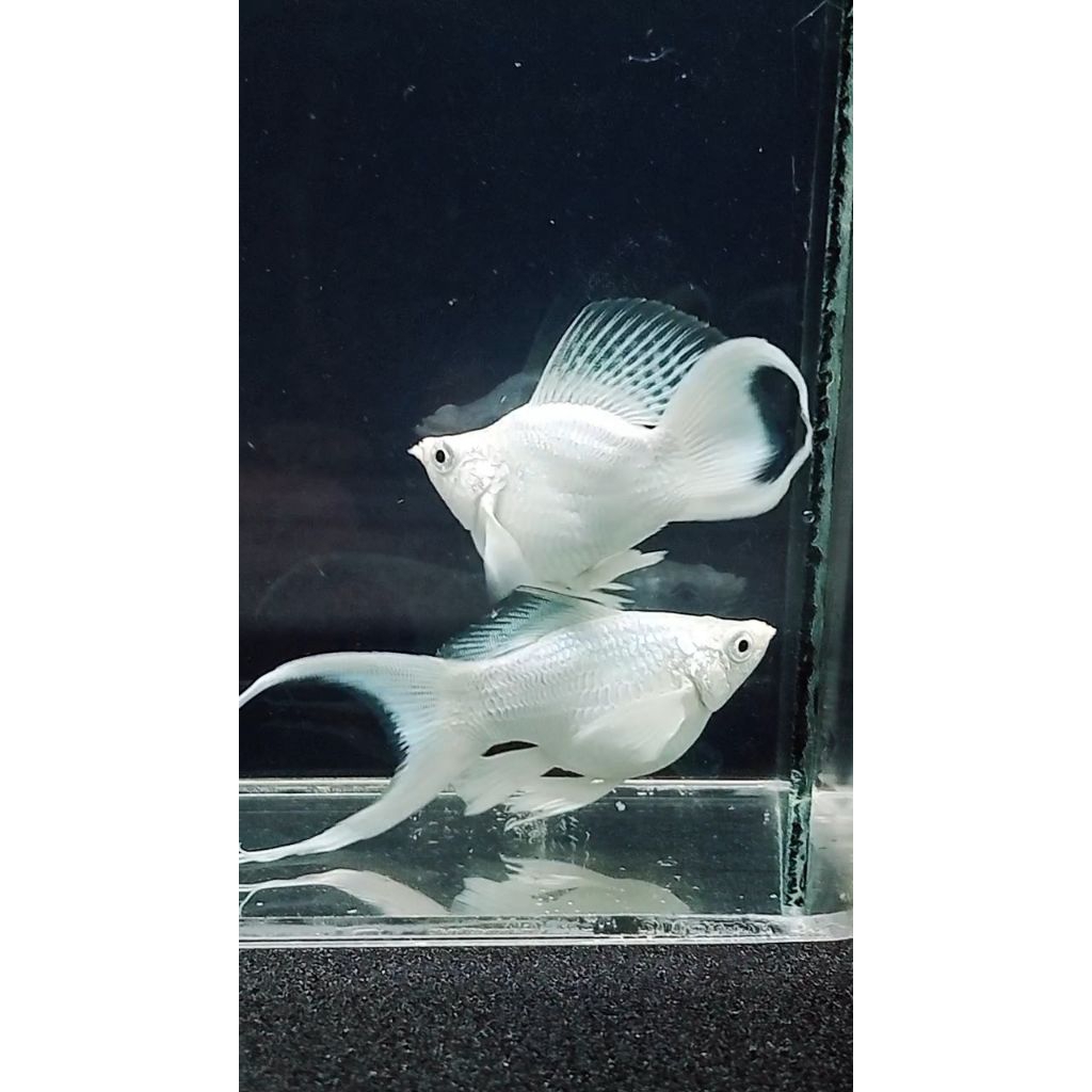 ikan molly platinum