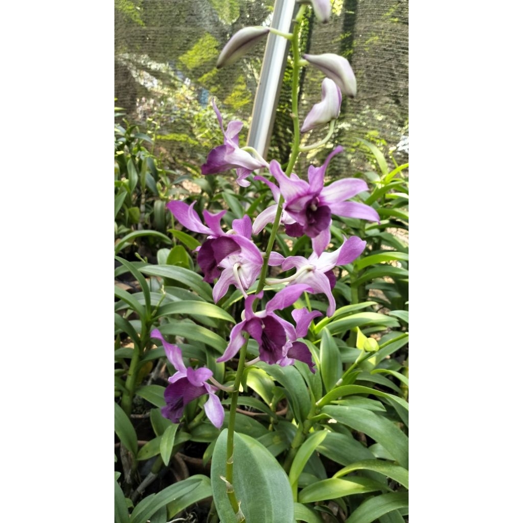 Bunga Anggrek Anggrek Bunga