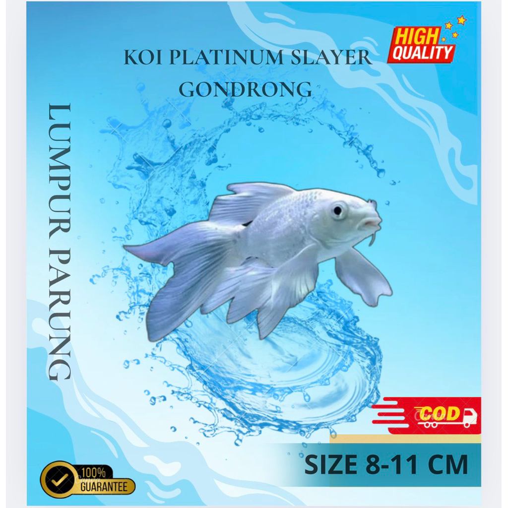 3 EKR PENGHIAS AKUARIUM KOI PLATINUM SLAYER SIZE 8-11cm SUPER GONDRONG&PUTIH