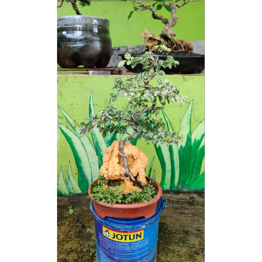 bonsai ulmus varigata on the rock siap pajang
