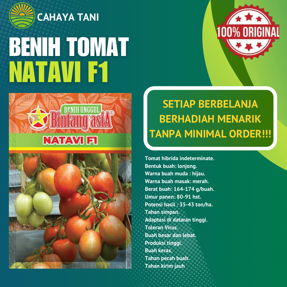 Benih Tomat NATAVI F1 10gram Bintang Asia