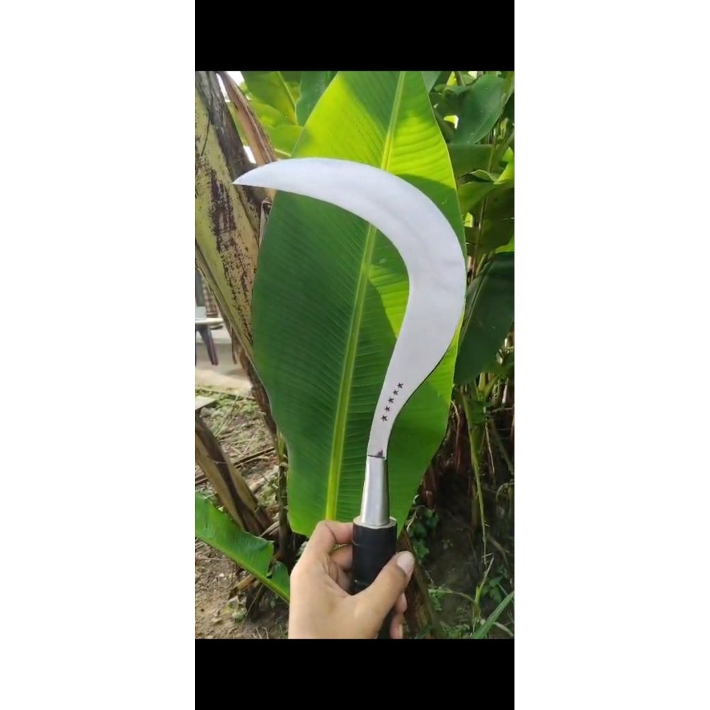 Arit/sabit rumput asli baja khas Madura