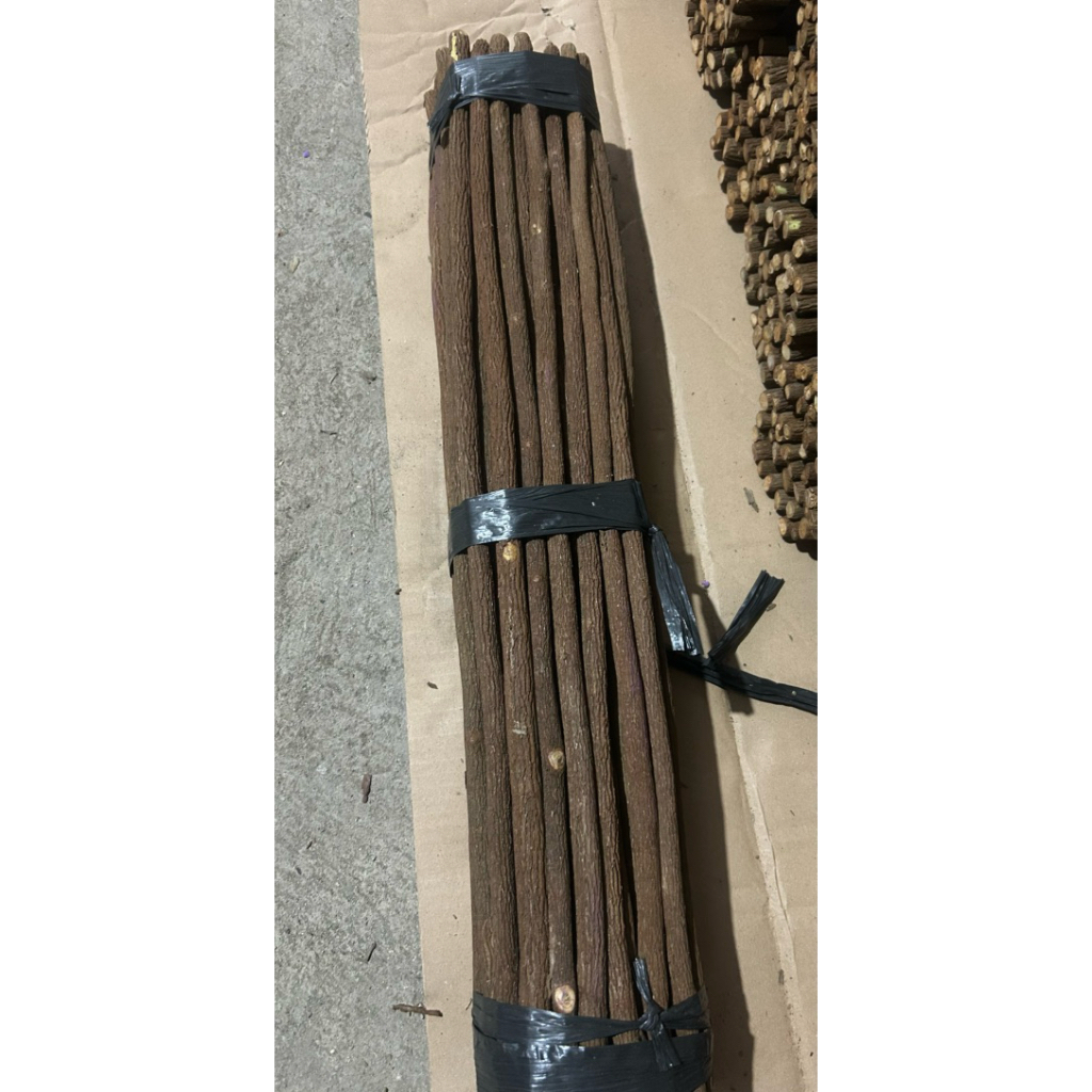 Tangkringan asam jawa/murai batu/panjang 65cm/satu ikat 51 biji