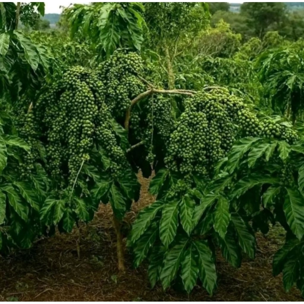 25 stek entres kopi arsyad klon bagio raja entres kopi