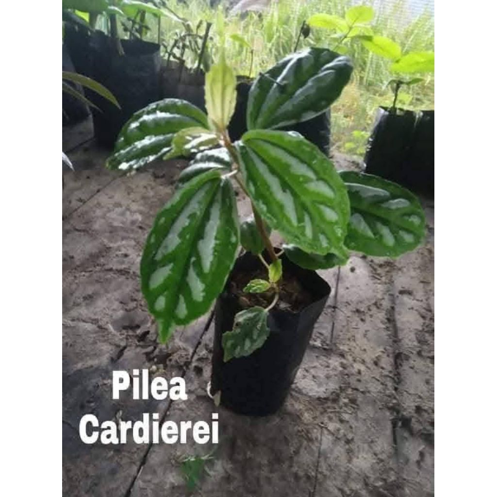 philea carderei