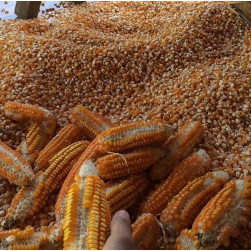 promo Jagung Pipil Kering Super kemasan 2KG Kualitas Premium