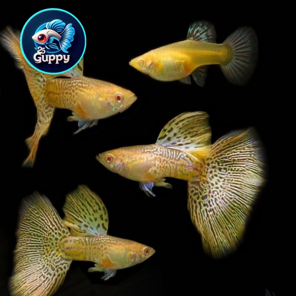 Cairan Guppy Alb Yellow Cobra