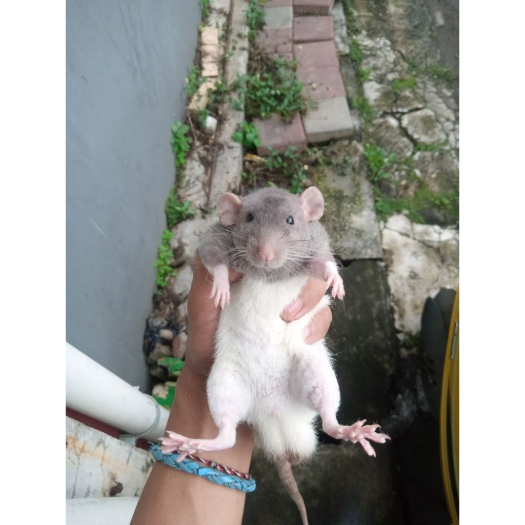 DUMBO EAR RAT | RAT FANCY REX. JANTAN DEWASA