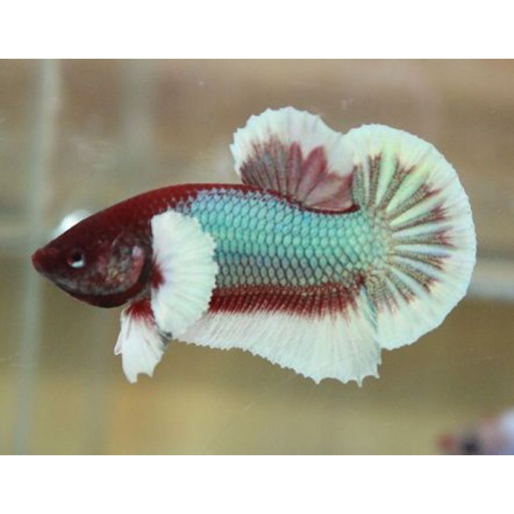 Ikan Cupang Halfmoon Big Ear