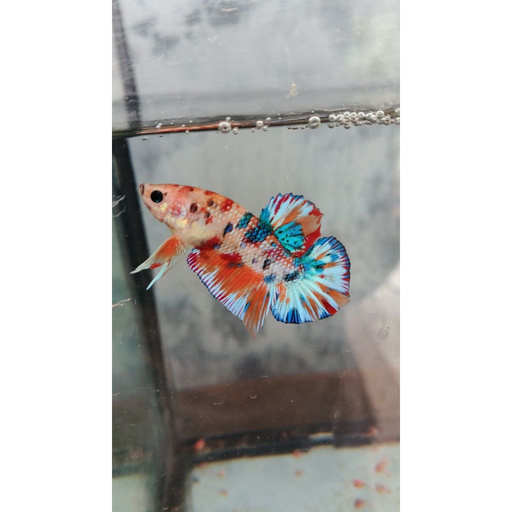 Ikan Cupang Plakat Koi Multicolour Galaxy dengan Warna Acak