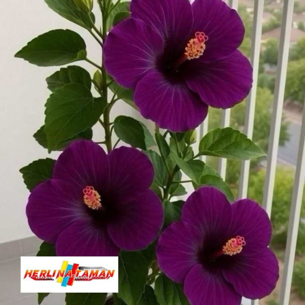 Kembang Sepatu Bunga Ungu / Tanaman Kembang Sepatu / Bunga Hibiscus Ungu