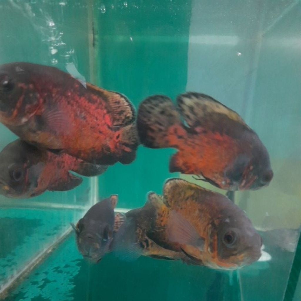 IKAN HIAS OSCAR TEMBAGA, COMETANK ARWANA