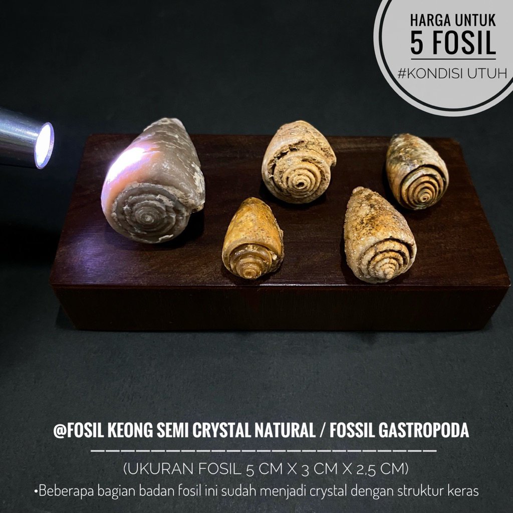 Fosil Keong Semi Crystal Natural B66 atau Fosil Gastropoda atau Fosil Keong Buntet Alam atau Fosil K