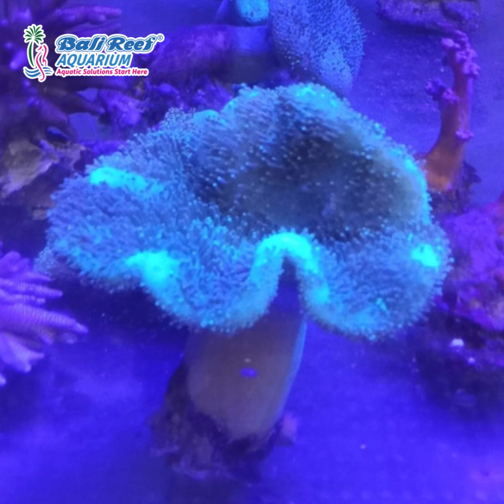 Hiasan Aquarium Payungan Bulat Bulu Hijau Coral Asli Aquarium Laut