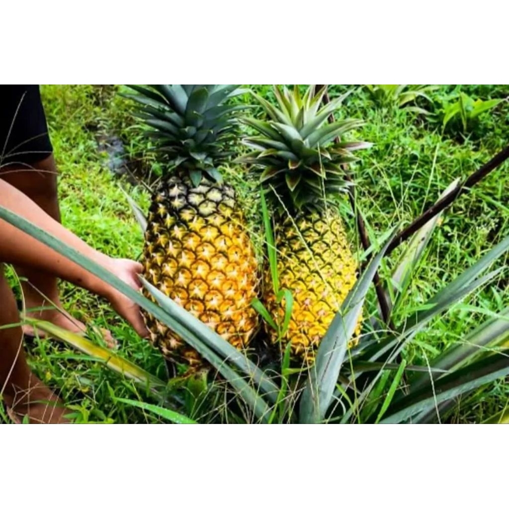 bibit nanas madu jumbo