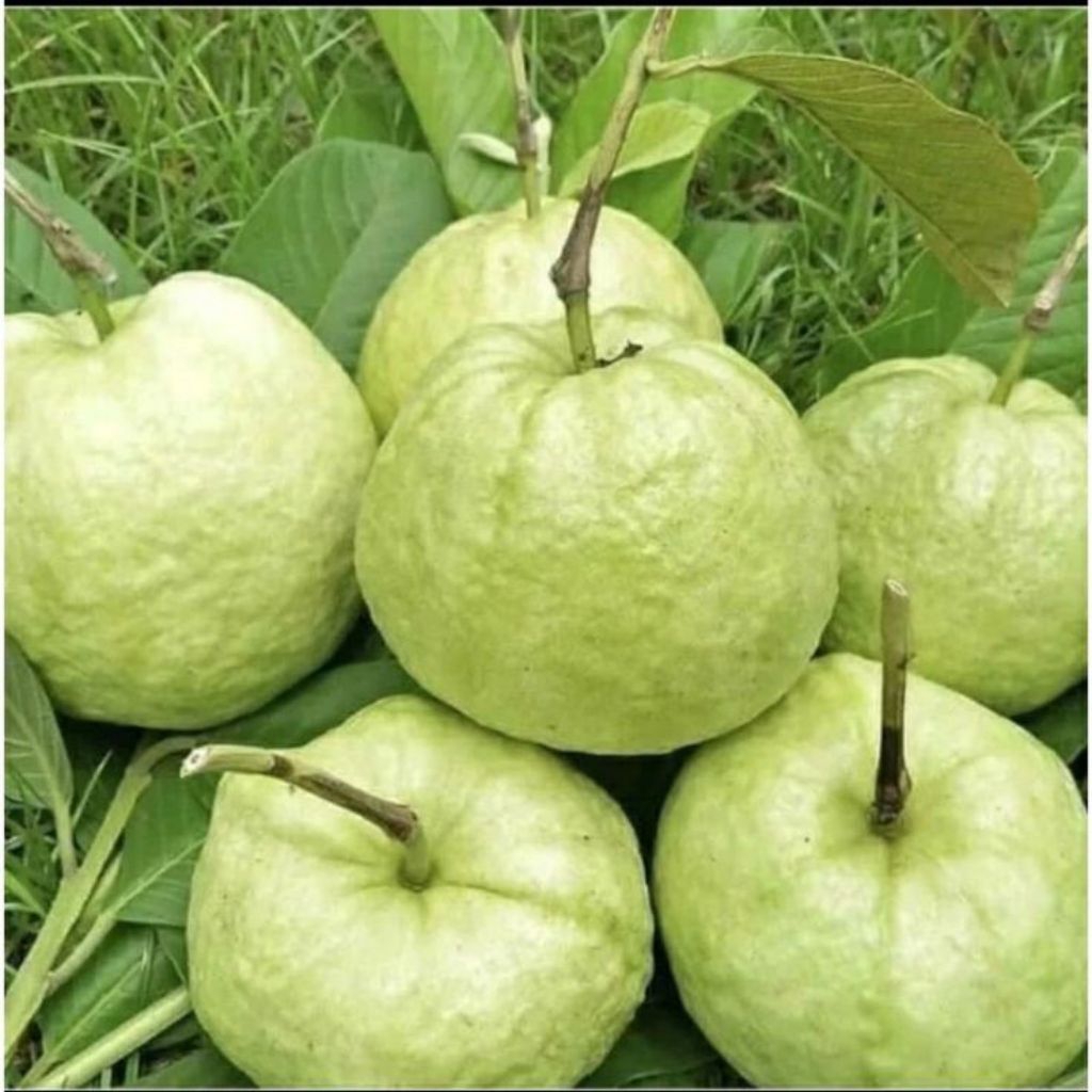 READY jambu kristal premium 1kg asli jember