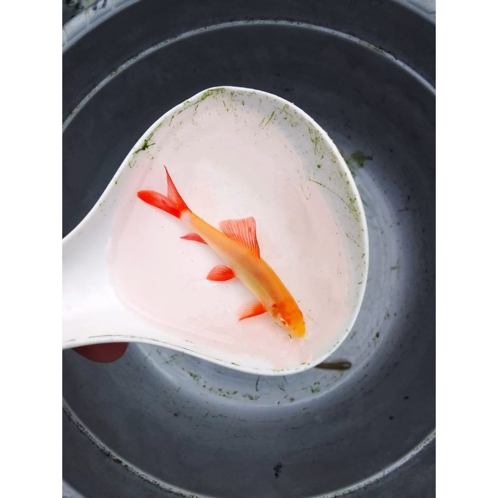 dekorasi aquarium redfin albino