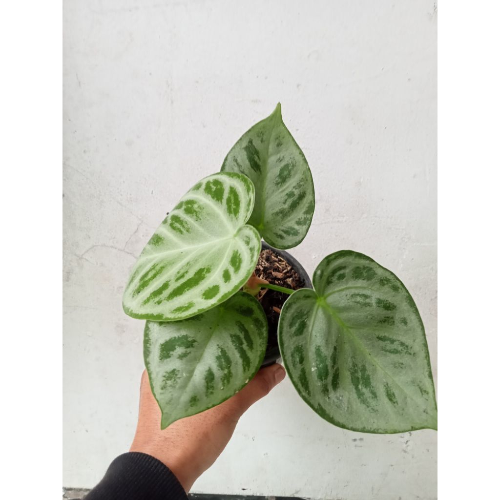anthurium silver blas anthurium silver kuping gajah