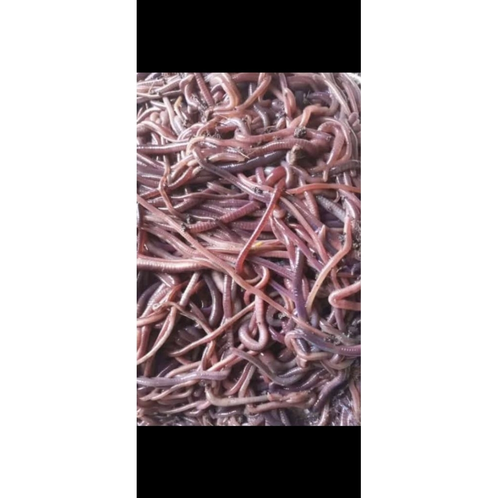 Cacing Tanah Lumbricus ( anc) 1 kg khusus expedisi
