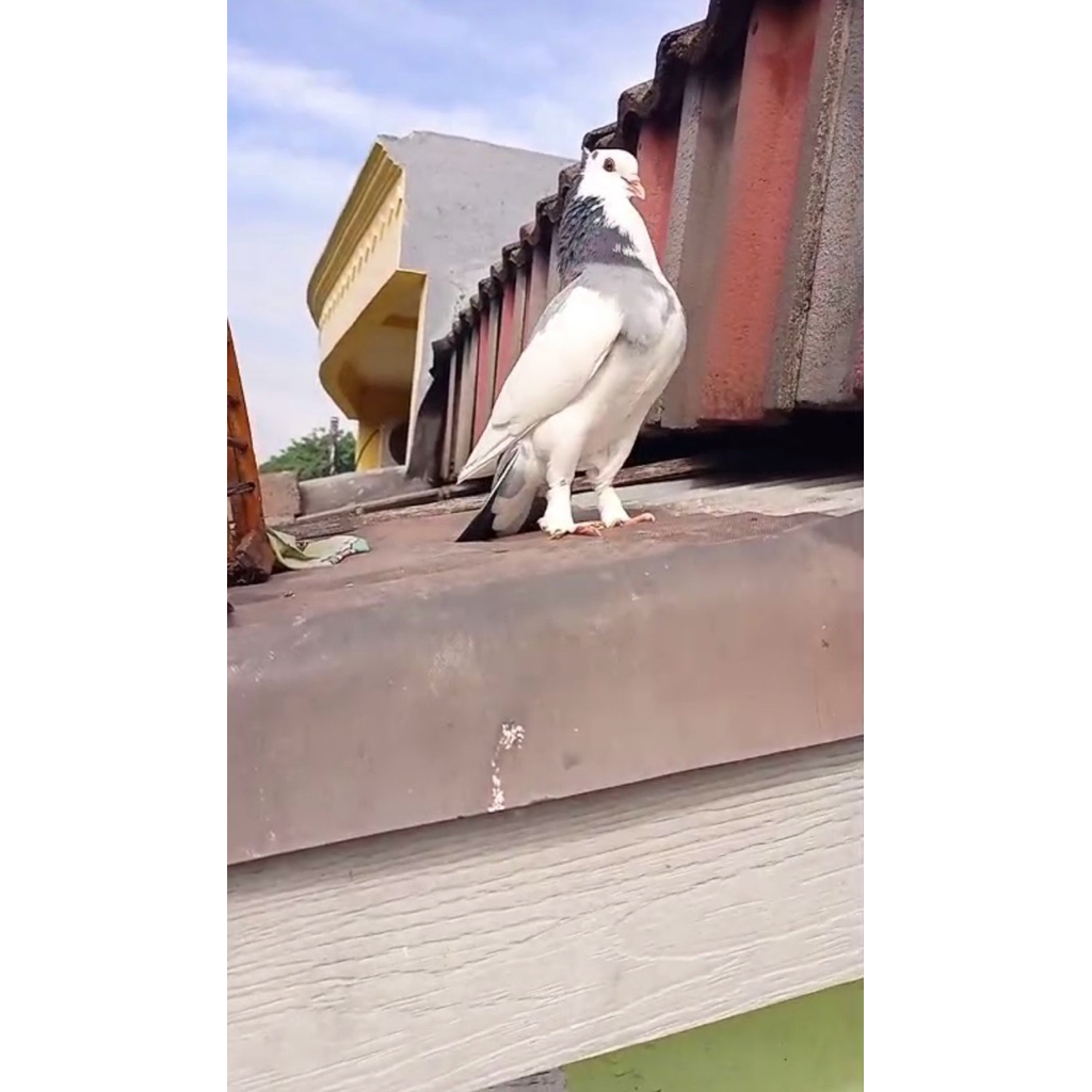 Telur fertil merpati Blantong Megan jembros jambul untuk di tetaskan