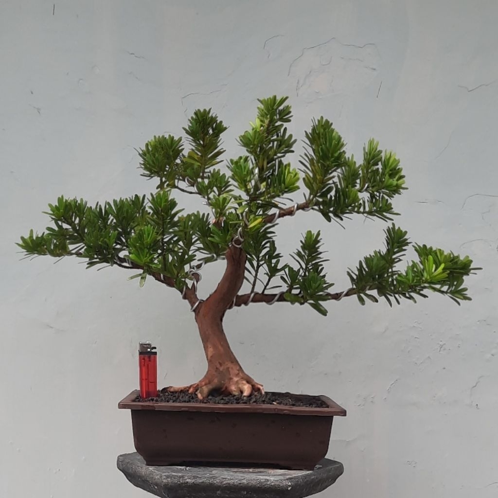 bonsai lohansung cincuan