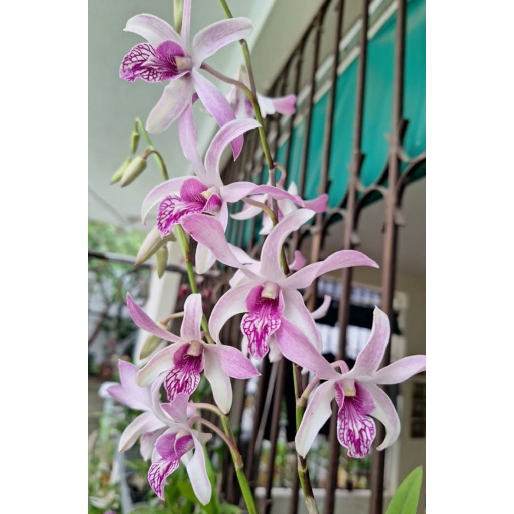 Dendrobium Caesar Warawan