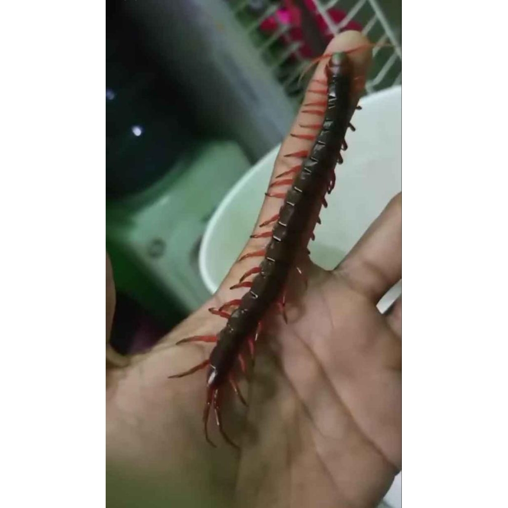 Kelabang Lipan Merah Hidup Garansi ukuran Sedang 9-11cm Pakan Arwana Arowana Lohan Louhan Predator K